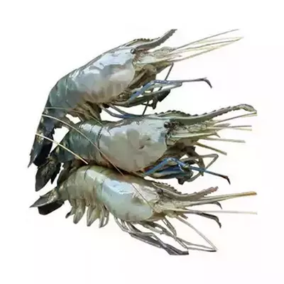 Golda Chingri (Shrimp) 16-20 pcs ±30 gm